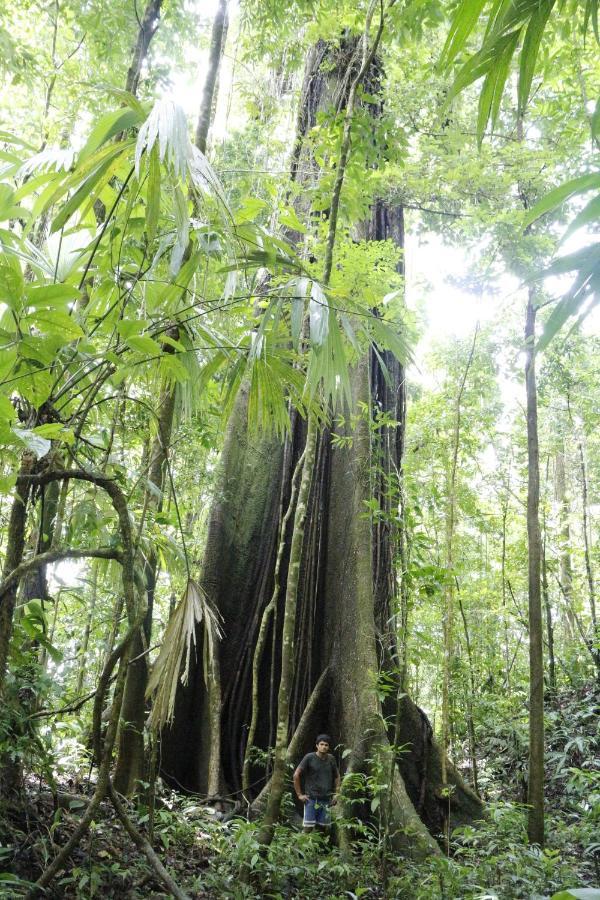 Finca Sueno De Osa ปัวร์โตคิมาเนซ ภายนอก รูปภาพ