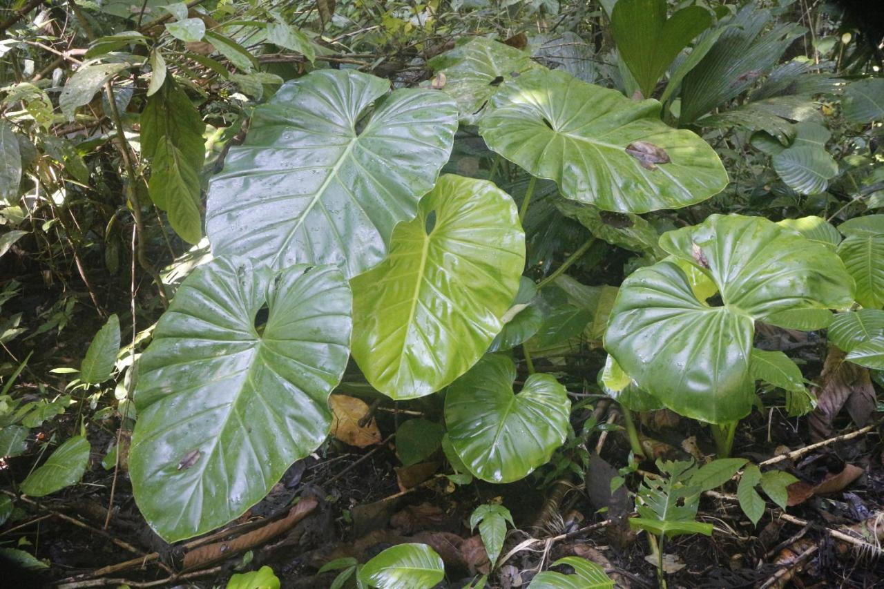 Finca Sueno De Osa ปัวร์โตคิมาเนซ ภายนอก รูปภาพ