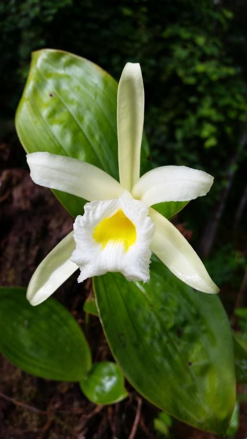 Finca Sueno De Osa ปัวร์โตคิมาเนซ ภายนอก รูปภาพ