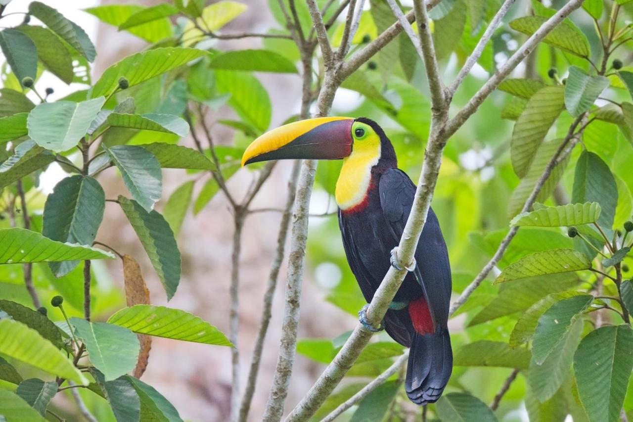 Finca Sueno De Osa ปัวร์โตคิมาเนซ ภายนอก รูปภาพ