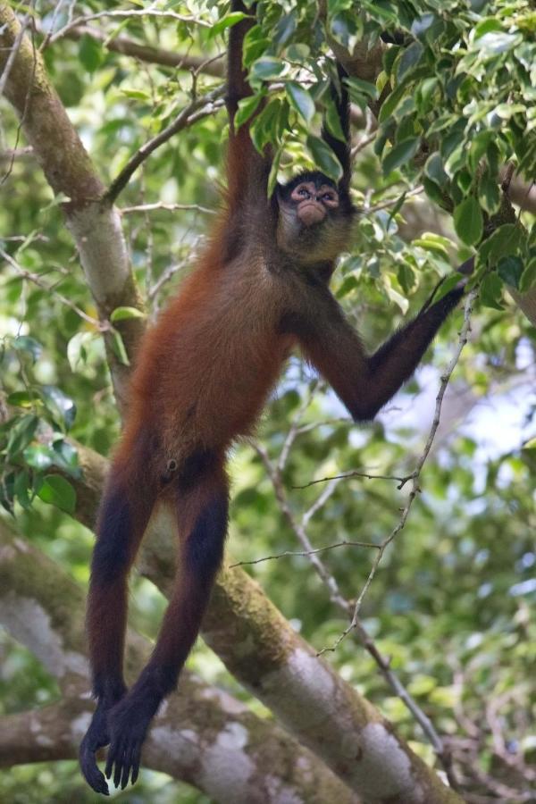 Finca Sueno De Osa ปัวร์โตคิมาเนซ ภายนอก รูปภาพ